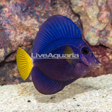 Purple Tang [Blemish]