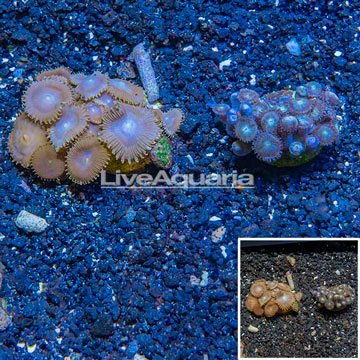 LiveAquaria® Two Pack Cultured Protopalythoa and Zoanthus Coral