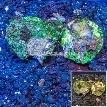 Two Pack Zoanthus and Rhodactis Coral