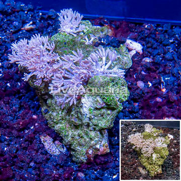 Xenia Coral Indonesia