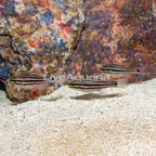 Ochrestriped Cardinalfish, Trio