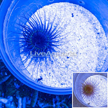 Tube Anemone