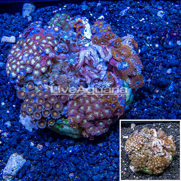 Zoanthus Coral Indonesia