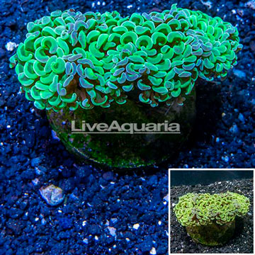Hammer Coral Indonesia