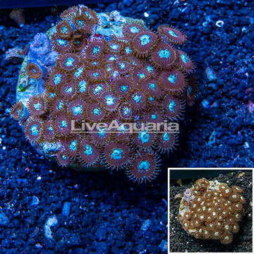 Zoanthus Coral Indonesia
