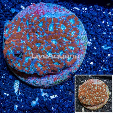 Acan Lord Coral Indonesia