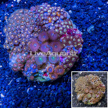 Zoanthus Coral Indonesia