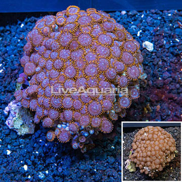 Zoanthus Coral Vietnam