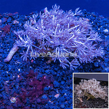 Xenia Coral Vietnam