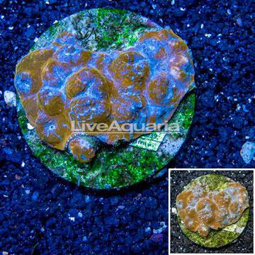 Ultra Chalice Coral Indonesia