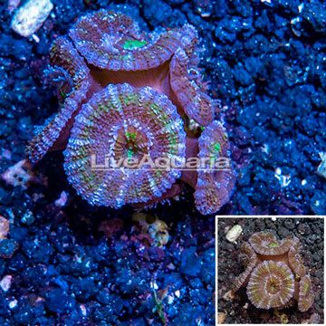 LiveAquaria® Cultured Acan Lord Coral