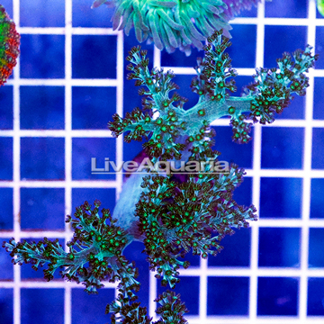 USA Cultured Neon Pineapple Tree Coral