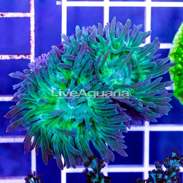 USA Cultured Ultra Duncan Coral
