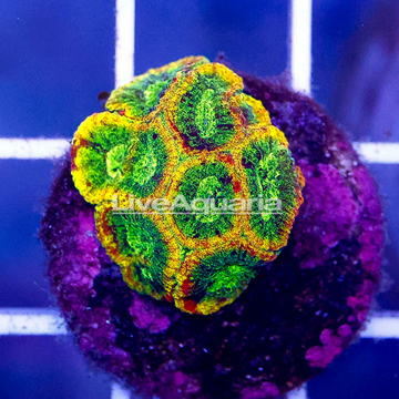 USA Cultured Yellow SubmarineFavia Brain Coral