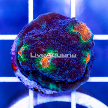 USA Cultured Reverse Raja Rampage Chalice Coral