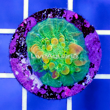 USA Cultured Bounce Chalice Coral