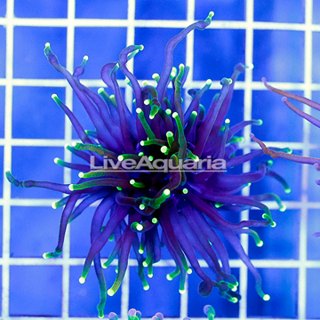 Black and Green Torch Coral Indonesia