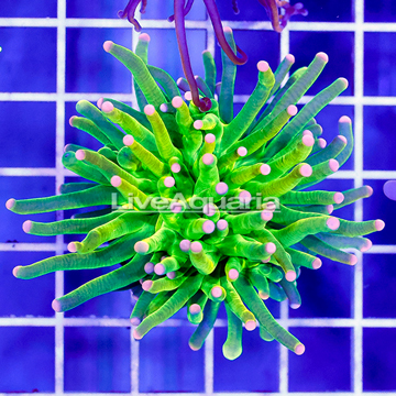 Green and Gold Torch Coral Indonesia