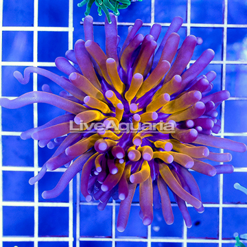 Gold Torch Coral Indonesia