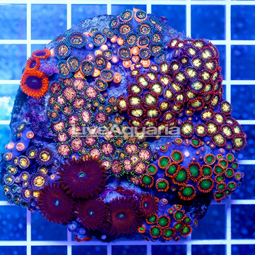 Zoanthus Coral Indonesia