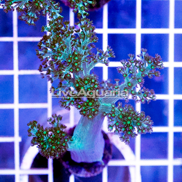 USA Cultured Neon Pineapple Tree Coral