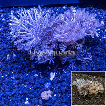 Xenia Coral Indonesia