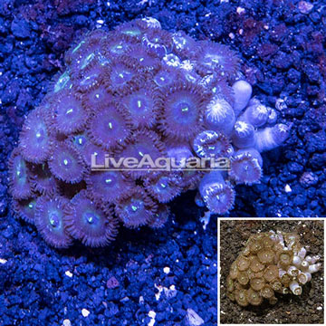 Zoanthus Coral Vietnam