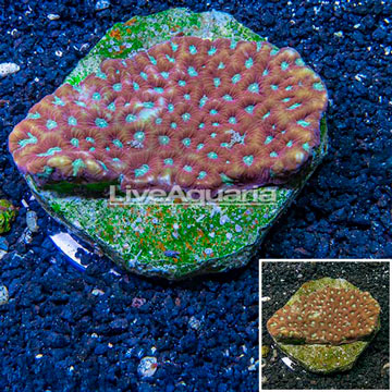 Favites Brain Coral Indonesia