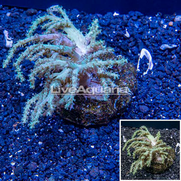 Sinularia Leather Coral Indonesia