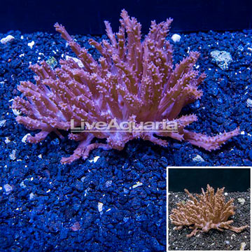 Tree Coral Indonesia