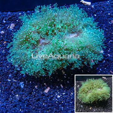 Frogspawn Coral Indonesia