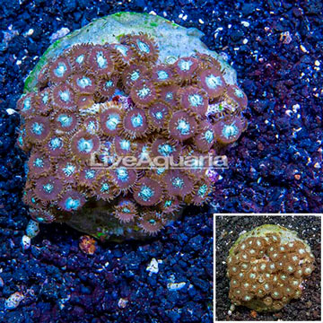 Zoanthus Coral Indonesia