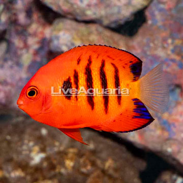 Flame Angelfish