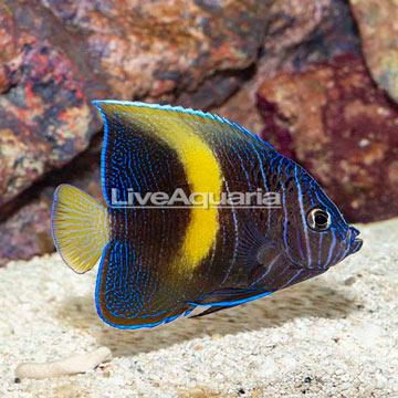 Maculosus Angelfish