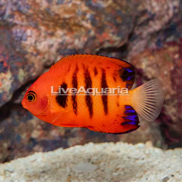 Flame Angelfish