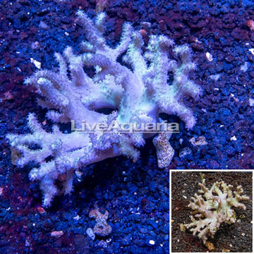 Sinularia Leather Coral Vietnam