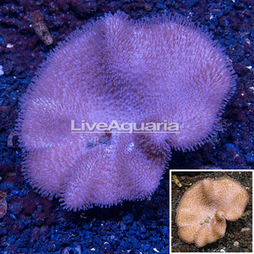 Toadstool Leather Coral Vietnam