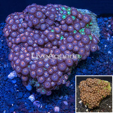 Zoanthus Coral Vietnam