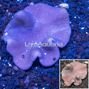 Toadstool Leather Coral Vietnam