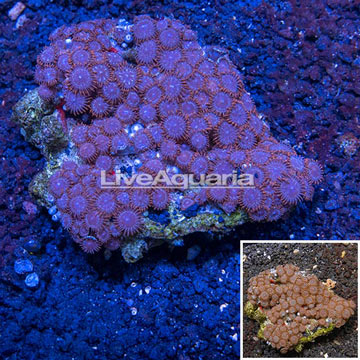 Zoanthus Coral Vietnam