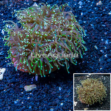 Torch Coral Indonesia