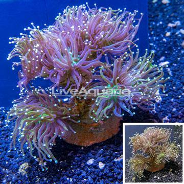Torch Coral Indonesia
