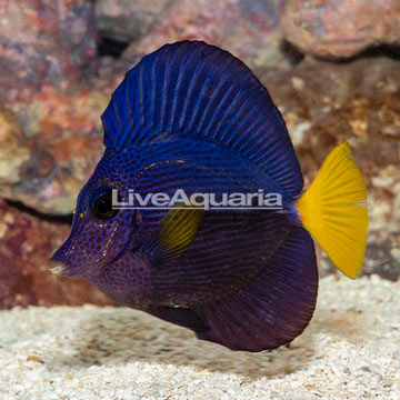 Purple Tang [Blemish]