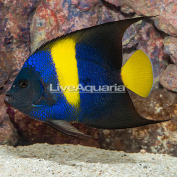 Asfur Angelfish