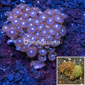 Zoanthus Coral Indonesia