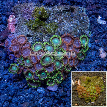 Zoanthus Coral Vietnam