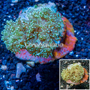 Frogspawn Coral Indonesia