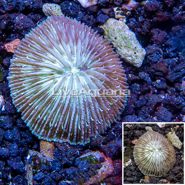 Short Tentacle Plate Coral Australia