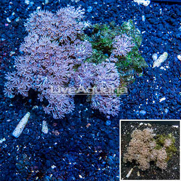 Xenia Coral Indonesia