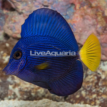 Purple Tang [Blemish]